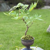 一才藤,藤（ふじ）,盆栽,ミニ盆栽,藤盆栽の画像