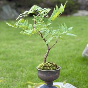 一才藤,藤（ふじ）,盆栽,ミニ盆栽,藤盆栽の画像