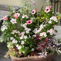 ニチニチソウ,ポーチュラカ,ビンカ スターカイト,寄せ植え,花のある暮らしの画像