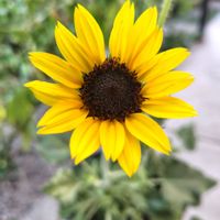 サルスベリ,レモン,アポロン,ひまわり アポロン,花のある暮らしの画像