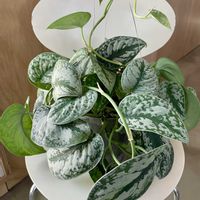 スキンダプサス,スキンダプタス ピクタス トレビー,スキンダプサス トレビー,観葉植物,シルバーリーフの画像