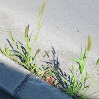 エノコログサ,花と影,お出かけ先の画像