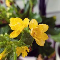 カランコエ,クチナシ　八重咲き,可愛い♡,季節外れ！？,日曜ビタミンカラー♪の画像