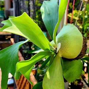 コウモリラン・ビカクシダ,ビカクシダ（コウモリラン）,コウモリラン　貯水よう,花のある暮らしの画像