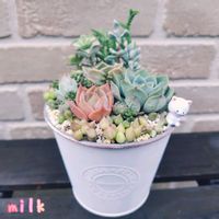 星の王子,若緑,白鳳菊,エンジェルティアーズ錦,フーケリーハイブリッドの画像