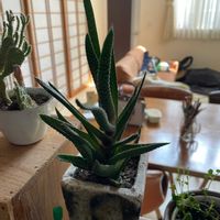 十二の巻の画像