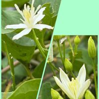かすみ草,かすみ草,カワラナデシコ,カワラナデシコ,仙人草の画像