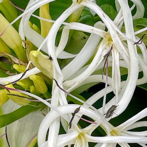 花木,生け垣,植木鉢,吊り鉢,花いろいろの画像