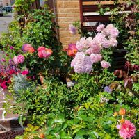 スイカ,ミニトマト,とうもろこし,ばら バラ 薔薇,日曜ビタミンカラー♪の画像