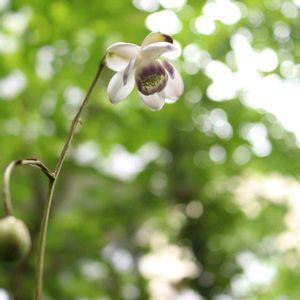 レンゲショウマ,レンゲショウマ,蓮華升麻(レンゲショウマ),山野草,半日陰の画像