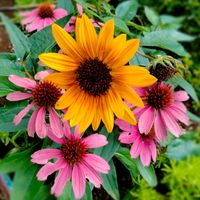 エキナセア,サンビリーバブル,サンビリーバブル ブラウンアイガール,地植え,花壇の画像