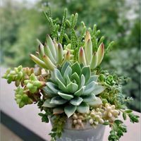 白檀,ギルバの薔薇,ヒモサボテン,彦星,センペルビウムの画像