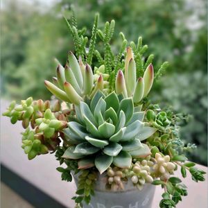白檀,ギルバの薔薇,ヒモサボテン,彦星,センペルビウムの画像