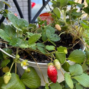 四季なりイチゴ,四季なりイチゴ,花のある暮らし,お楽しみ❀.(*´▽`*)❀.,アプローチの画像
