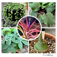 グリーンネックレス,アデニア・グラウカ,チランジア カピタータ,フィカス ペティオラリス,my plantsの画像