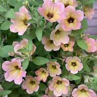 サフィニア,ガーデニング,夏の花,花のある暮らし,玄関前の画像
