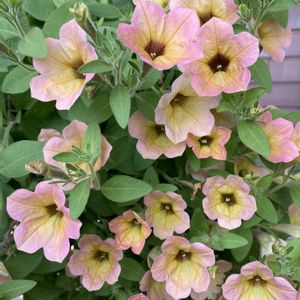 サフィニア,ガーデニング,夏の花,花のある暮らし,玄関前の画像