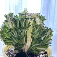 マハラジャ,ユーフォルビア マハラジャ,ユーフォルビア・ラクテア綴化,多肉植物,ユーフォルビアの画像