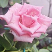 バラ・ミニバラ,バラを楽しむ,咲いてくれてありがとう❤,おうち園芸,小さな庭の画像
