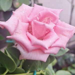 バラ・ミニバラ,バラを楽しむ,咲いてくれてありがとう❤,おうち園芸,小さな庭の画像