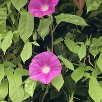 アサガオ,ホタルブクロ,花のある暮らし,おうち園芸,花咲く乙女たち♡の画像