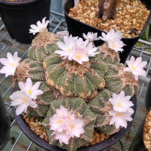 花籠,花籠,花籠,紅籠,紅籠の画像