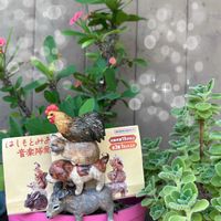 トラデスカンチア,ハナキリン,ハナキリン,アロマティカス,アロマティカスの画像