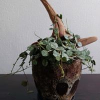 ホヤ・カーティシー,観葉植物,ホヤ,つる性植物,葉っぱの画像