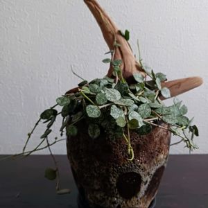 ホヤ・カーティシー,観葉植物,ホヤ,つる性植物,葉っぱの画像