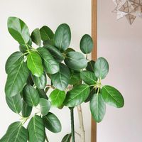 フィカス ベンガレンシス,フィカス ベンガレンシス,観葉植物,室内組,フィカス属の画像