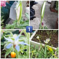 ヨルガオ,デュランタ宝塚,シロバナ夜咲き月見草,セリア重なる鉢植え,白・しろ・ホワイトの画像