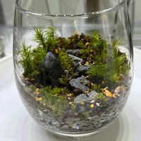 ヒノキゴケ,ホソバオキナゴケ,コウヤノマンネングサ,シッポゴケ,苔のテラリウムの画像