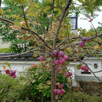 ヒメリンゴの画像