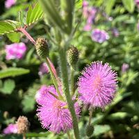 オジギソウ,ルコウソウ,ルコウソウ(縷紅草),お辞儀草,癒し…♡の画像