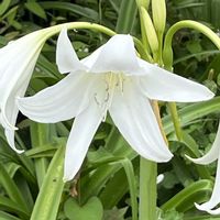 タマスダレ,アナベル,インドハマユウ,ハマユウ,可愛いの画像