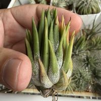 チランジア,イオナンタ,エアプランツの画像