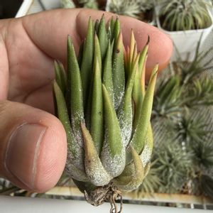 チランジア,イオナンタ,エアプランツの画像