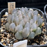 オブツーサ,ハオルチア,ブラックオブツーサ錦 糊斑,多肉植物,軟葉系ハオルチアの画像