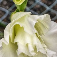 グラジオラス,大好きな花,シルエット❤︎,風の中,ヒカリの画像