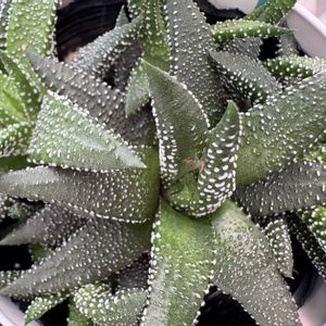 多肉,ハオルチア,寄せ植え,多肉植物,ガーデニングの画像
