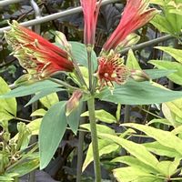 キンギョソウ,タマスダレ,ニオイバンマツリ,アルストロメリア 原種,ペチュニア　ビューティカルの画像