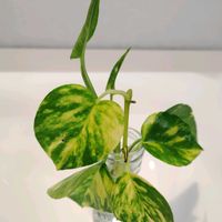 ポトス,観葉植物,キッチンフラワーの画像