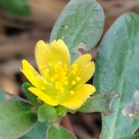 スベリヒユ,散歩コース,GSに感謝。,植物観察,植物散策の画像