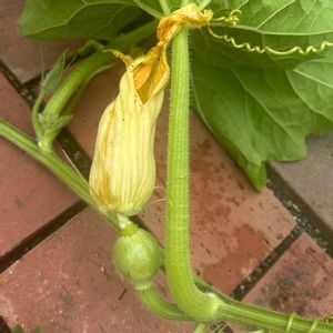 夏野菜の画像