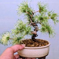 五葉松　花火,盆栽,ミニ盆栽,盆栽苗木,まめ盆栽の画像