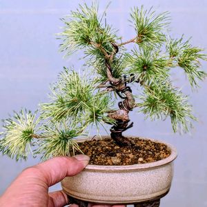 五葉松　花火,盆栽,ミニ盆栽,盆栽苗木,まめ盆栽の画像