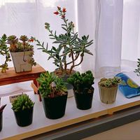 出窓,多肉狩り,もりもり多肉,ついつい購入,植中毒の画像