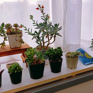 出窓,多肉狩り,もりもり多肉,ついつい購入,植中毒の画像