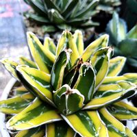 アガベ,多肉植物,多肉大好き,多肉植物とサボテンの画像