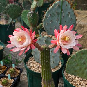 サボテン,花サボテン,多肉植物,サボテンの花,花のある暮らしの画像
